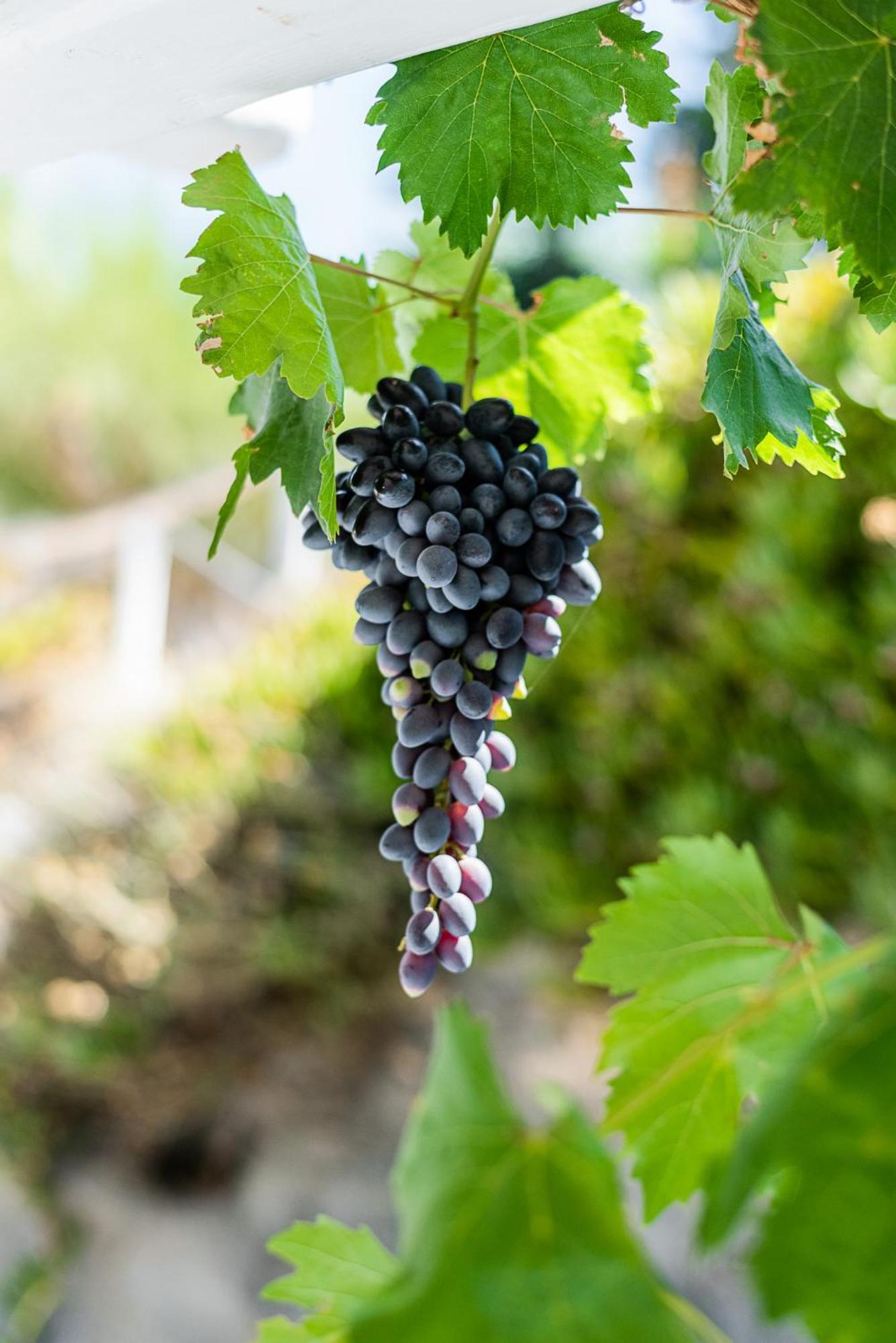Kostantakis Winery Estate Pensionat Pollonia Eksteriør billede